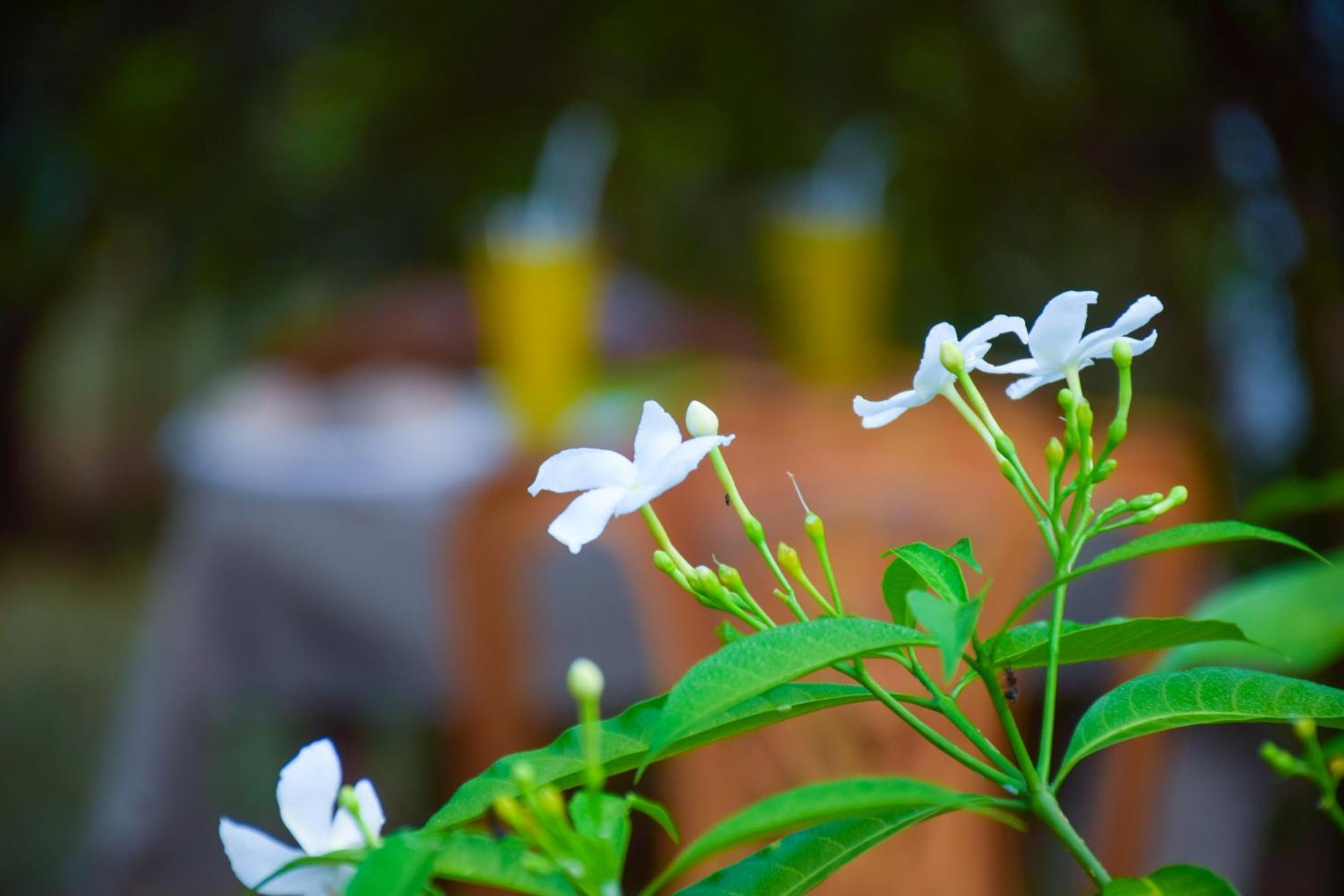 Senu Homestay Sigiriya Exterior foto