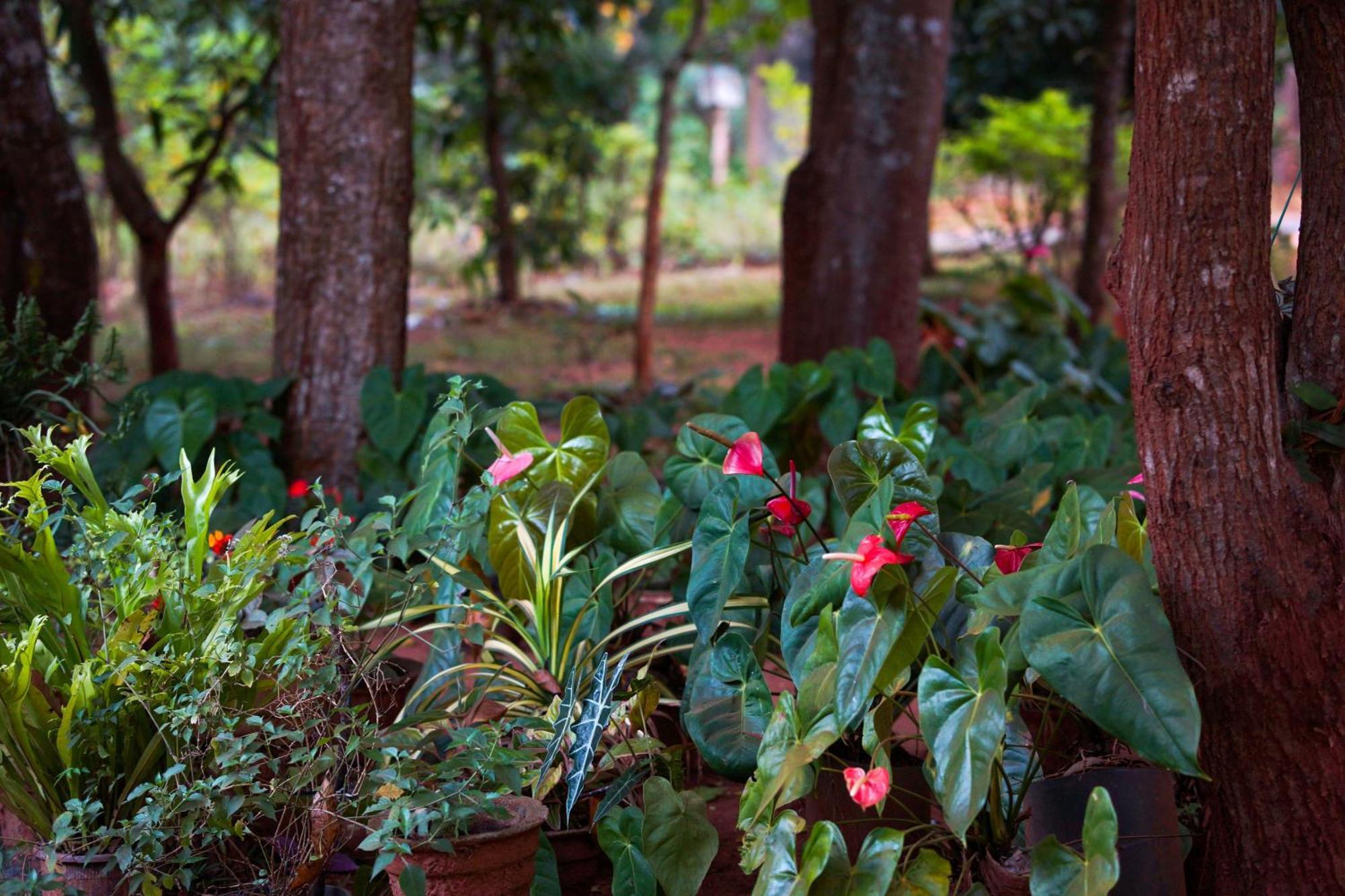 Senu Homestay Sigiriya Exterior foto